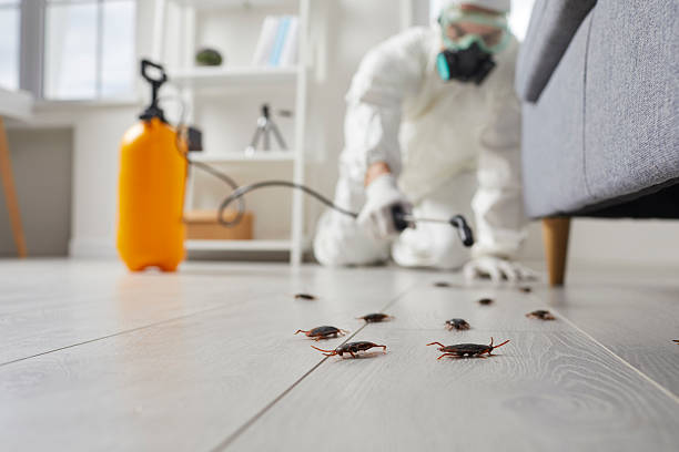 Post-Treatment Bed Bug Interceptor Monitoring in Dodge Center